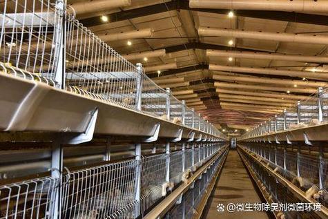 在养殖过程中,畜禽粪便和废弃物是产生臭味的主要来源
